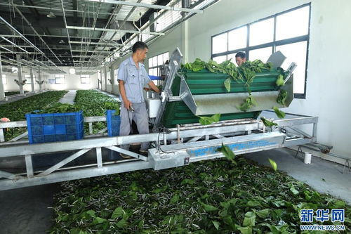 家門口的“金飯碗” 陜西安康產業發展一線見聞